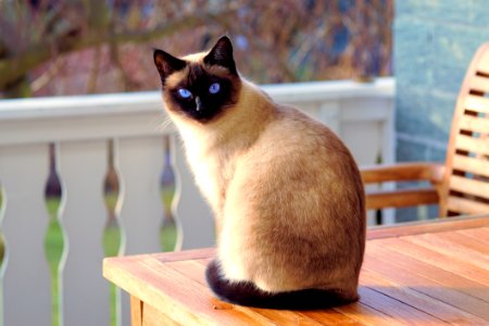 Cat Outdoors