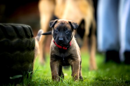 Young Puppy Dog photo