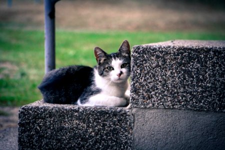 Black And White Kitten Lying On Gray Concrete Stair photo