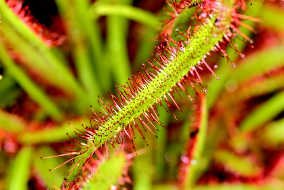 Plant Vegetation Flora Close Up