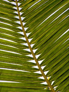 Leaf Vegetation Palm Tree Arecales