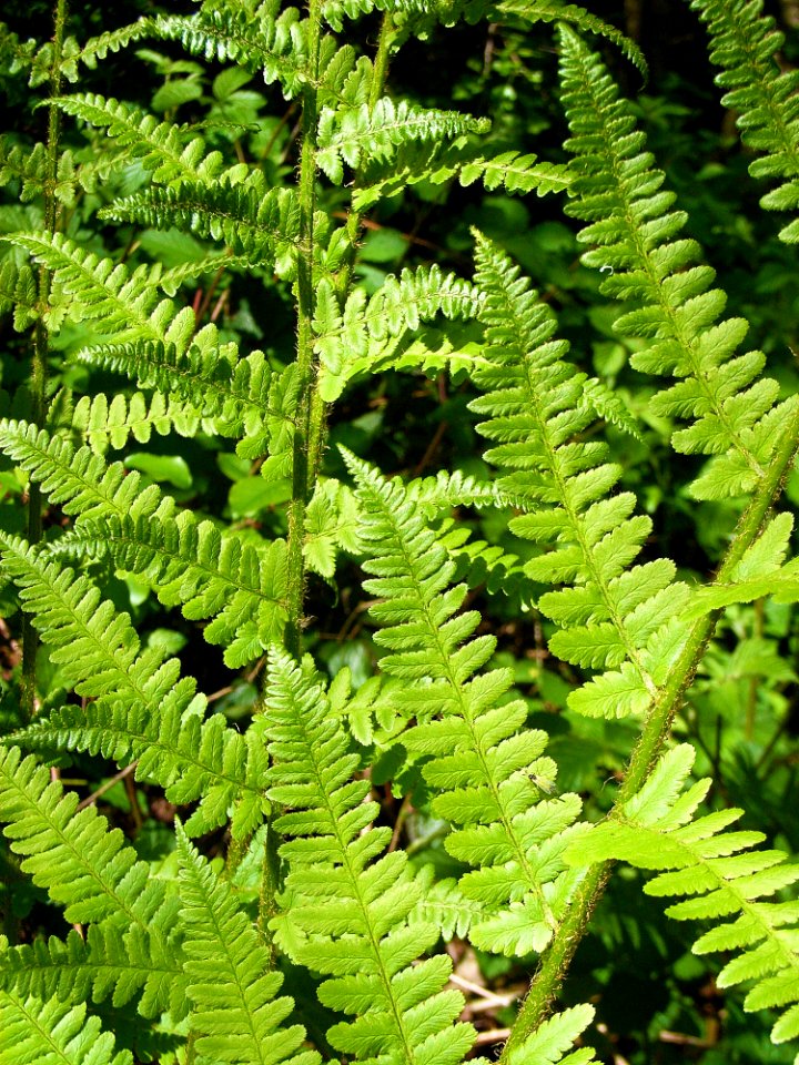 Plant Ferns And Horsetails Ostrich Fern Fern