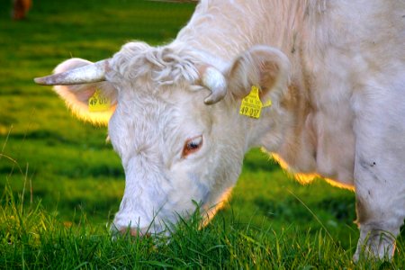 White Cow Eating Green Grass photo