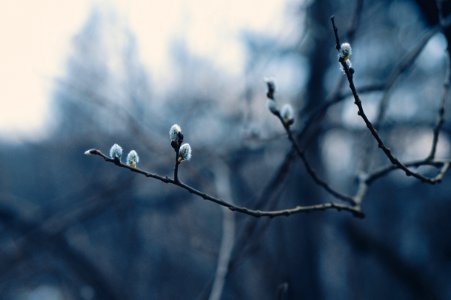 Catkins On Tree