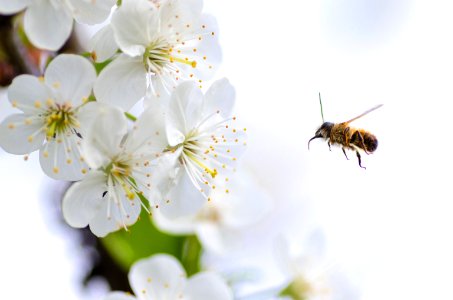 Bee Flying To Flower photo