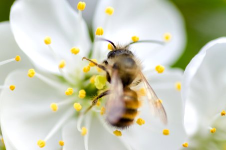 Bee On Apple Flower photo