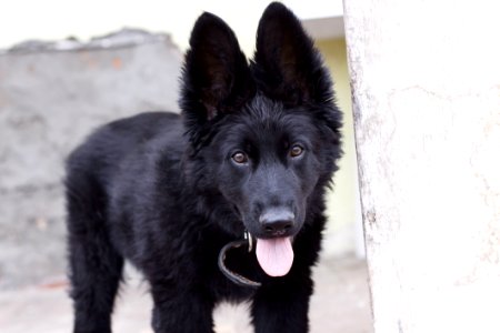 Black Belgian Shepherd Puppy photo