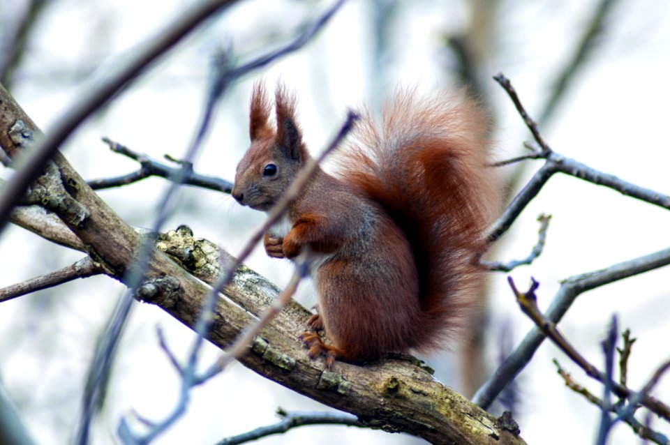 Brown Squirrel On Branch At Daytime