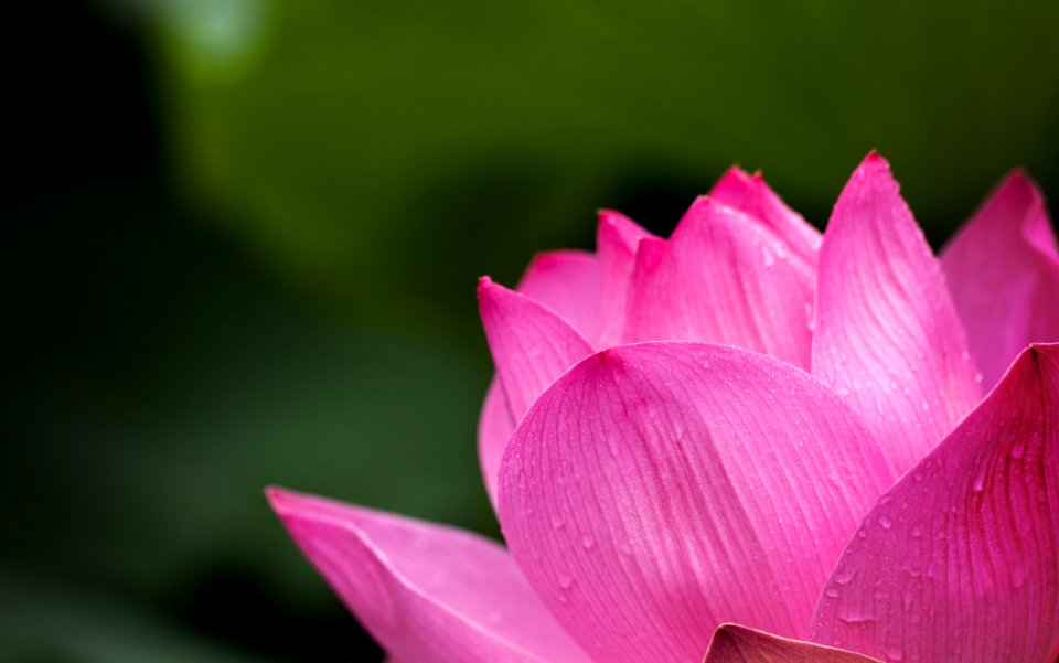 Lotus Flower Blooming During Daytime