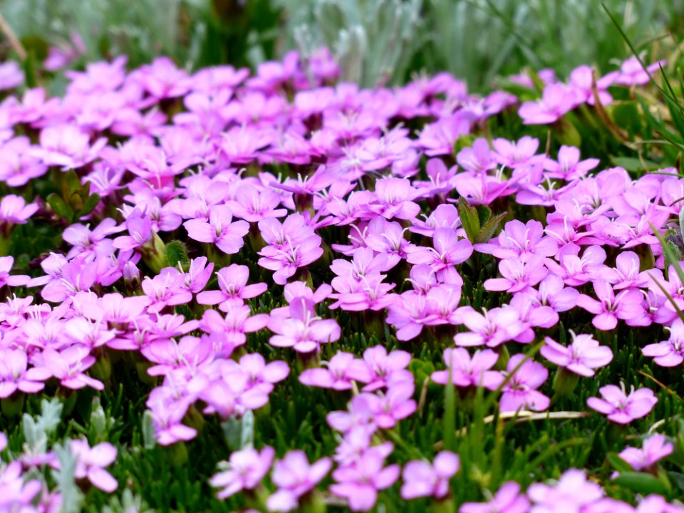 Purple Flower And Green Grass