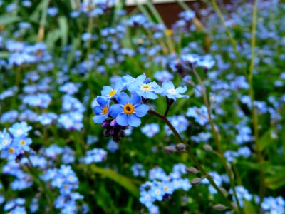 Photo Of Purple And Orange 6 Petal Flower