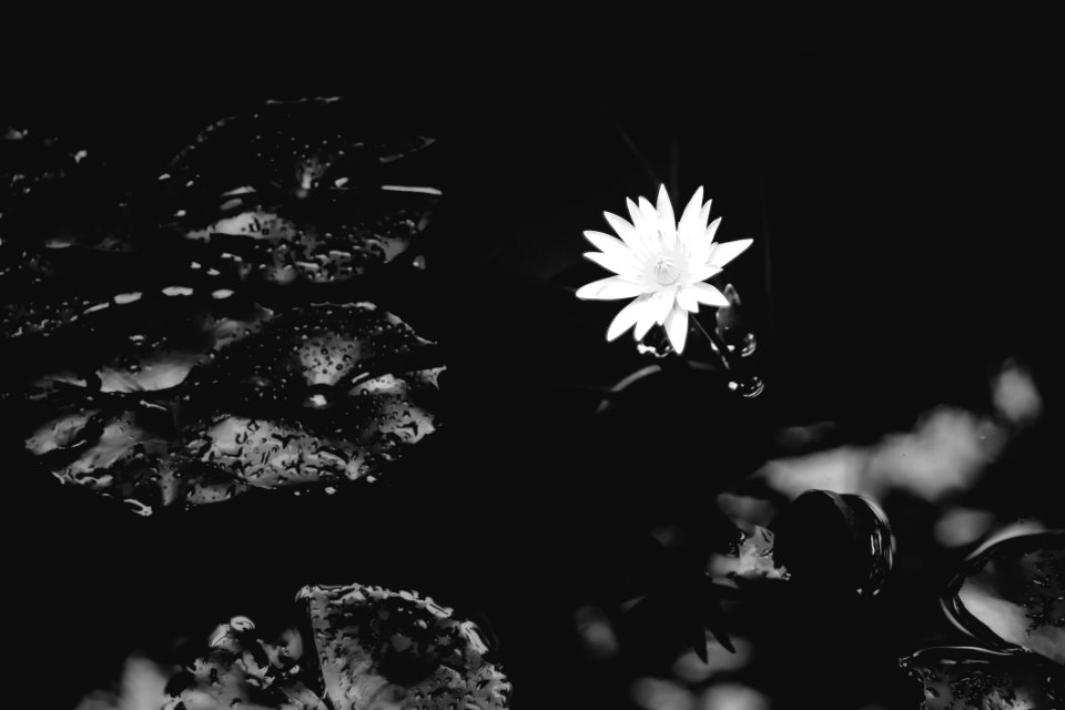 Black Black And White Monochrome Photography Flora