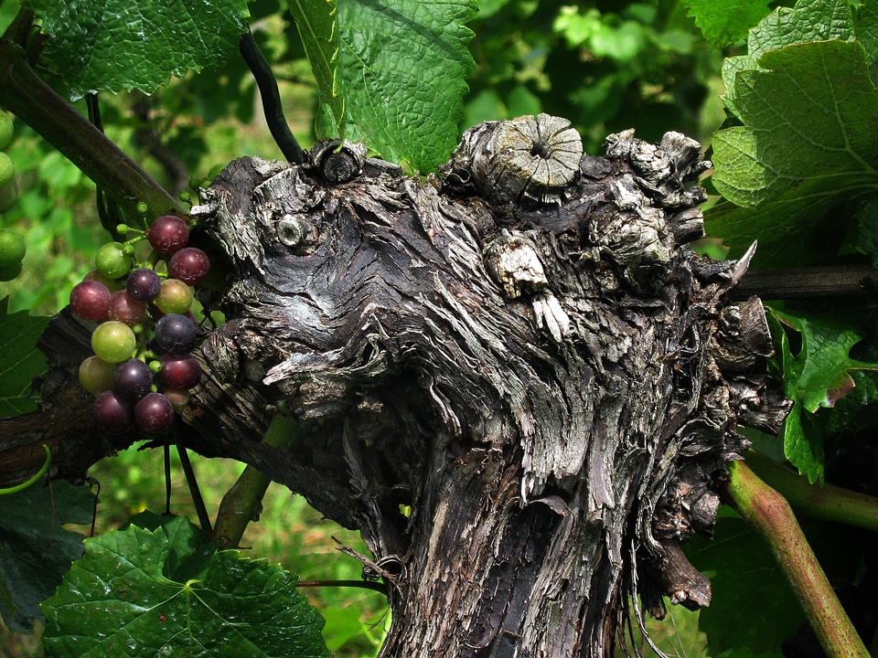 Vine rebstock wine region