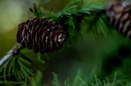 Pine Cones On Branches photo