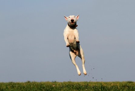 White Dog Terrier Jumping Near Grass Field During Daytime photo
