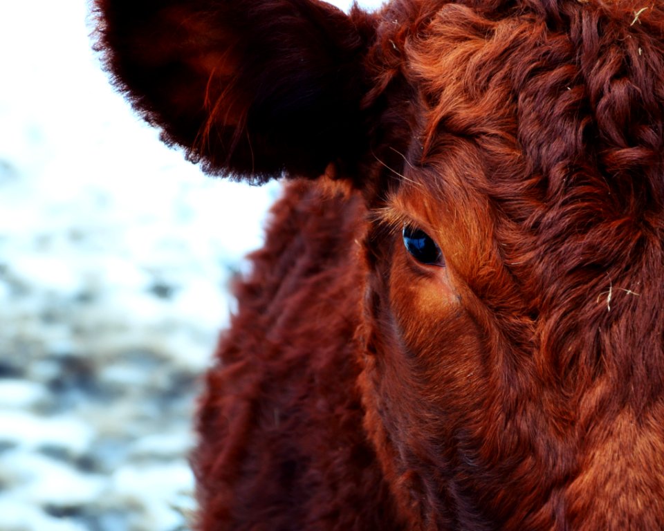 Brown And Red Cattle