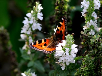 Orange Black And White Butterfly On White Petal Flower photo