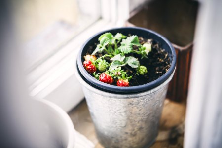 Strawberries In Pot
