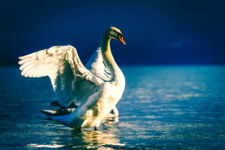 Swan On Lake