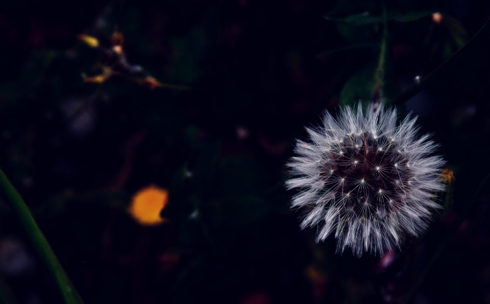 Dandelion At Night