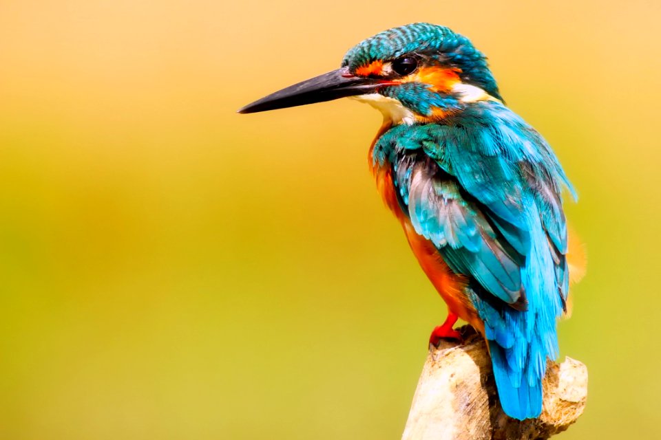 Close-up Of Peacock