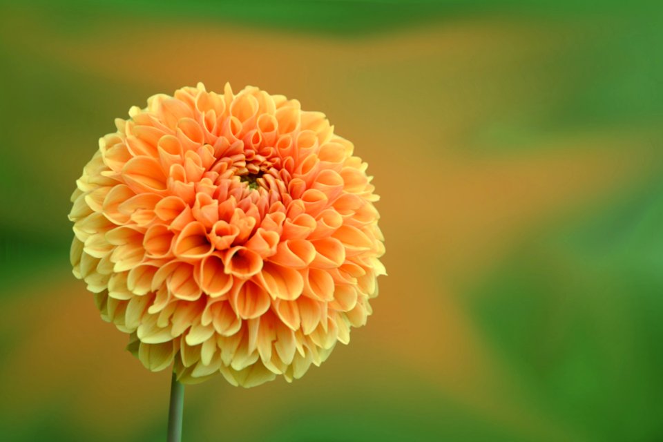 Close-up Of Dahlia Blooming Outdoors