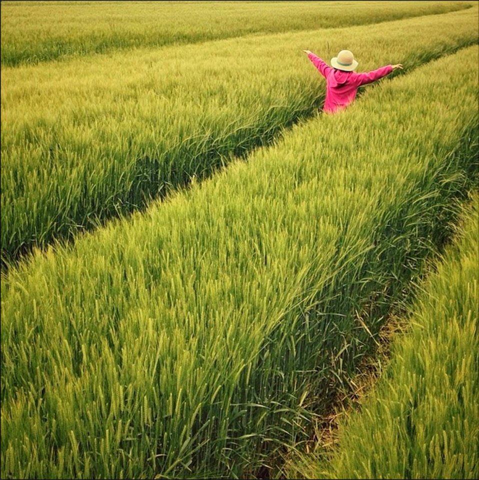 Scenic View Of Wheat Field
