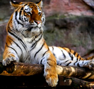 Tiger Profile photo