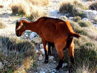 Brown Goat With Horn photo