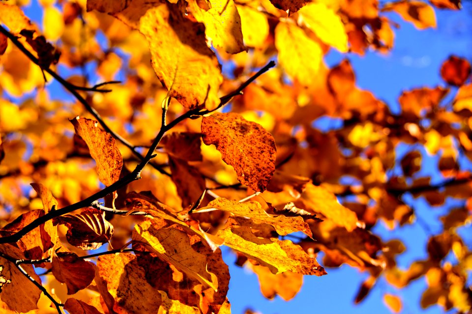 Leaf Branch Autumn Yellow photo