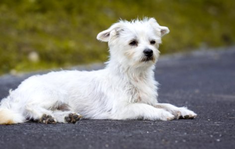 White Long Coated Dog photo