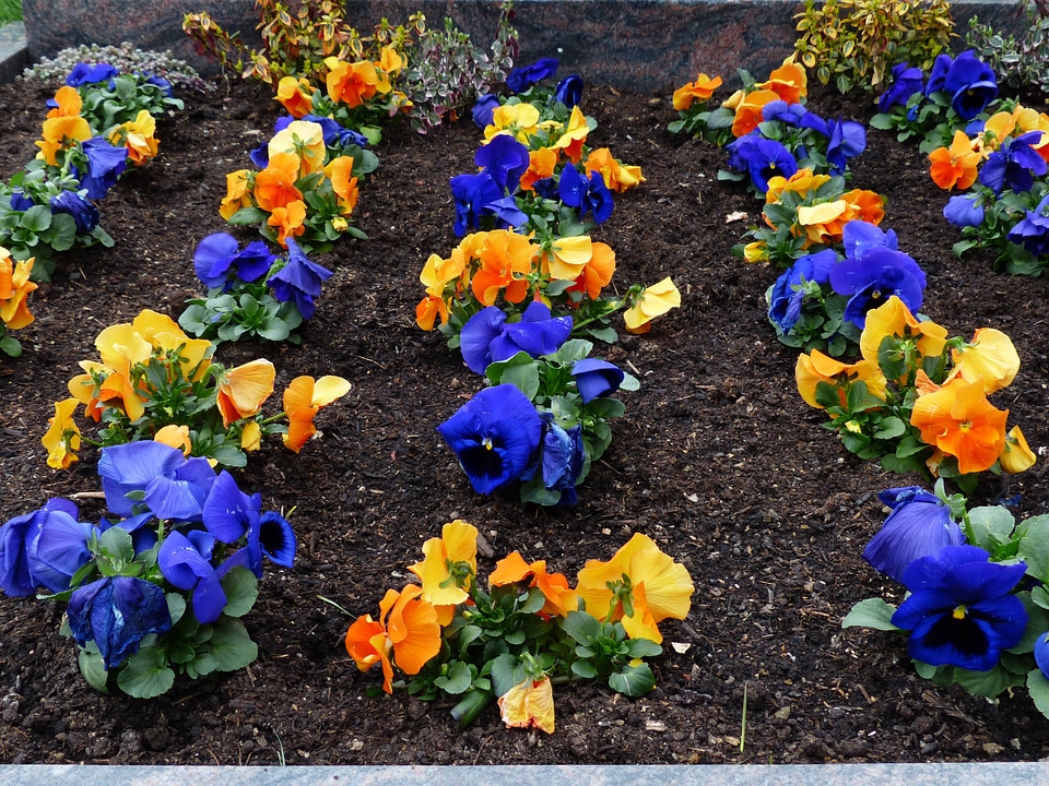 Pansy viola wittrockiana flower plants