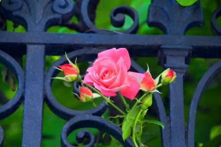 A Rose From Venice To My Eternal Beloved Elsbeth Dyckhoff photo