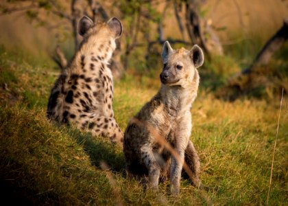 Wildlife Terrestrial Animal Hyena Mammal photo