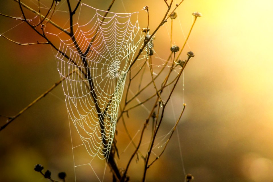 Spider Web Arachnid Spider Invertebrate