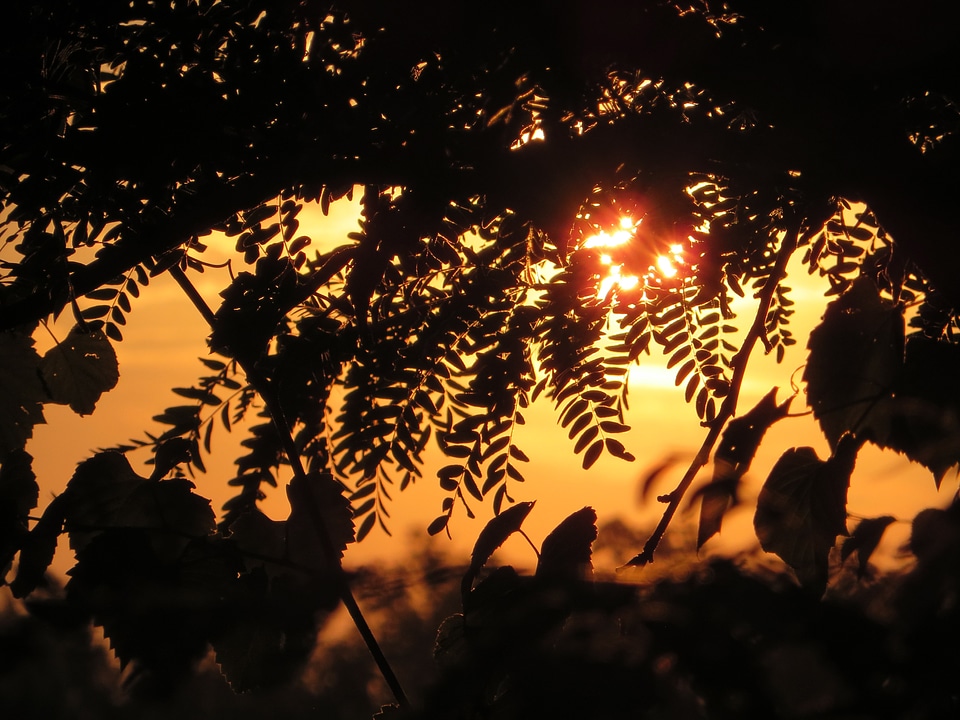 Romance golden evening sun