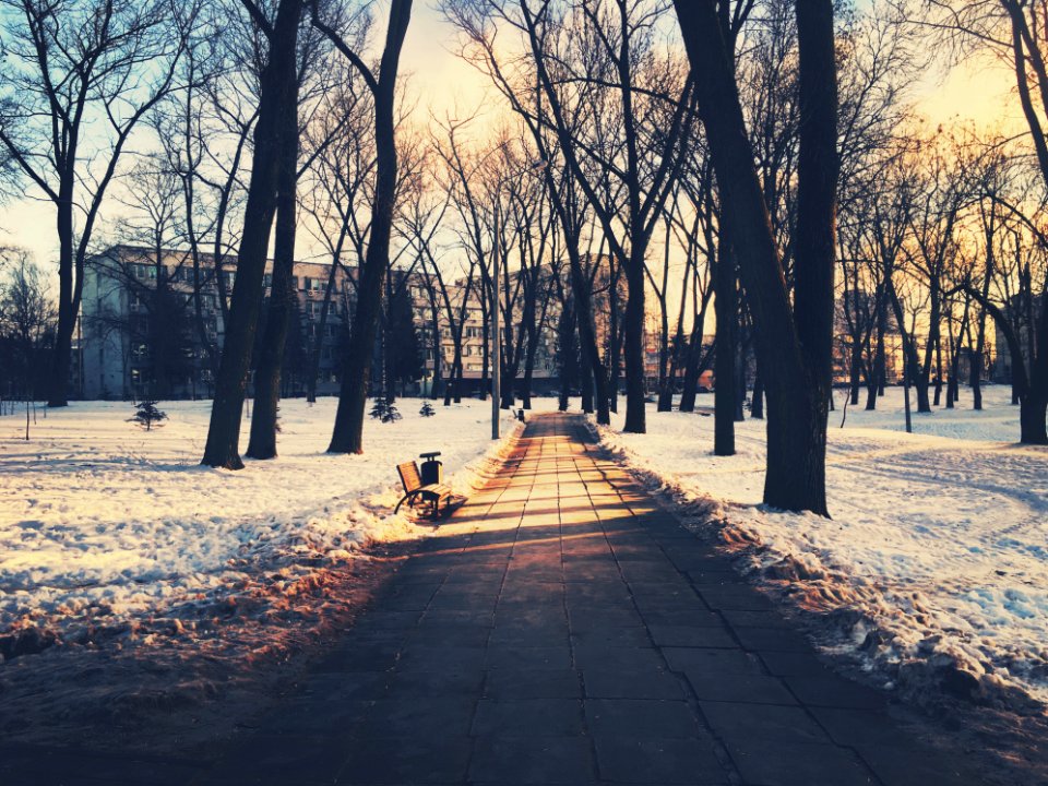 Path Through City Park In Winter