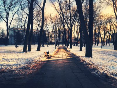 Path Through City Park In Winter