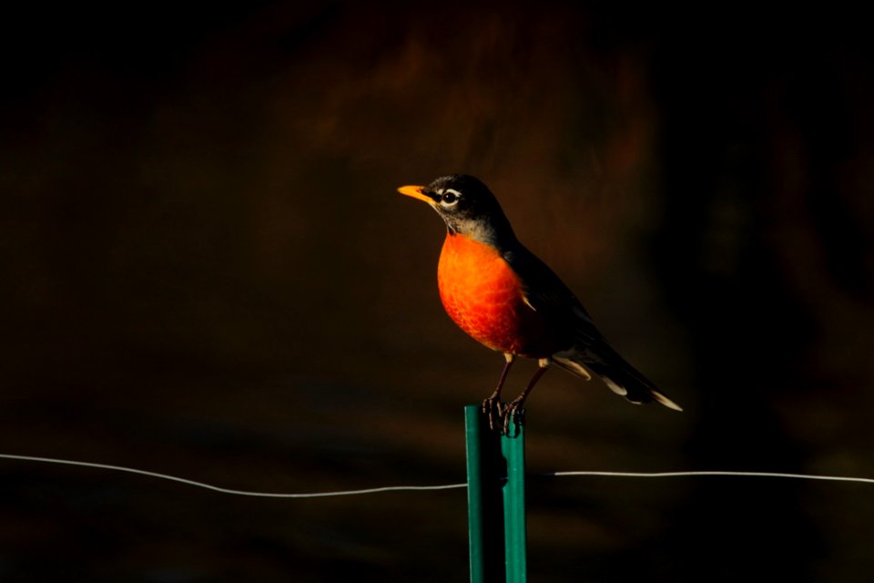 Robin Perched On Fence