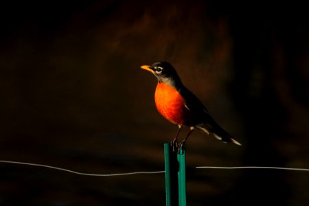 Robin Perched On Fence photo