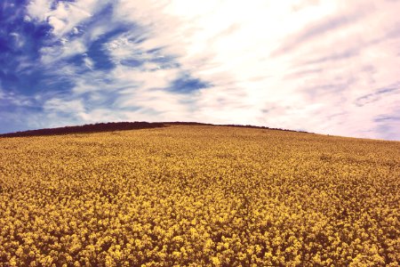 Rapeseed Flowers