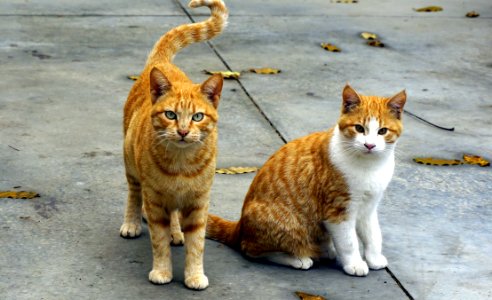 Ginger Cats photo