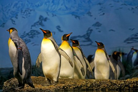 King Penguins photo