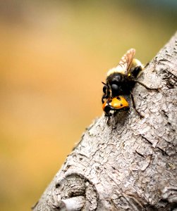Insect Bee Membrane Winged Insect Invertebrate