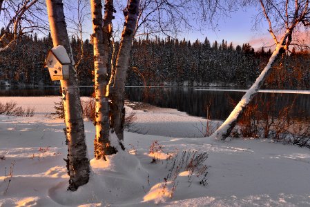 Birches In Snow
