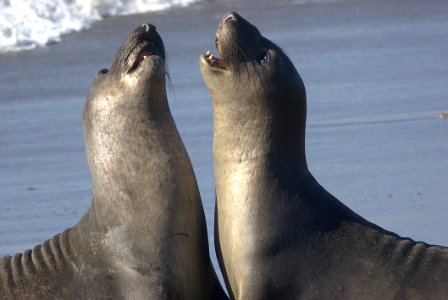2 Seal Lions On Shore