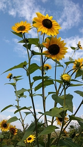 Yellow summer plant