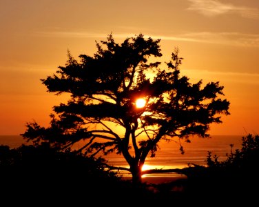 Tree At Sunset photo