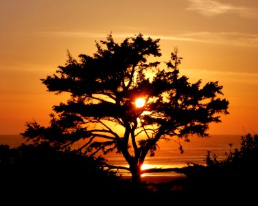 Tree At Sunset