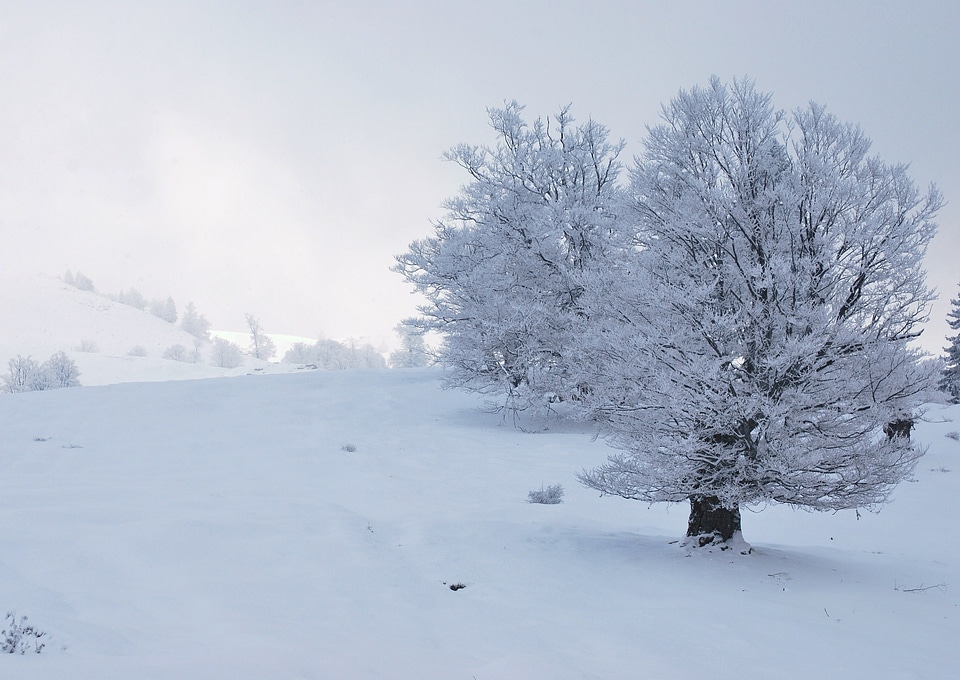 Winter wilderness white photo